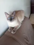 Miah