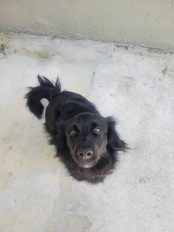 Cachorro ra a SRD-ViraLata idade 2 anos nome Panda - ADOTADA***