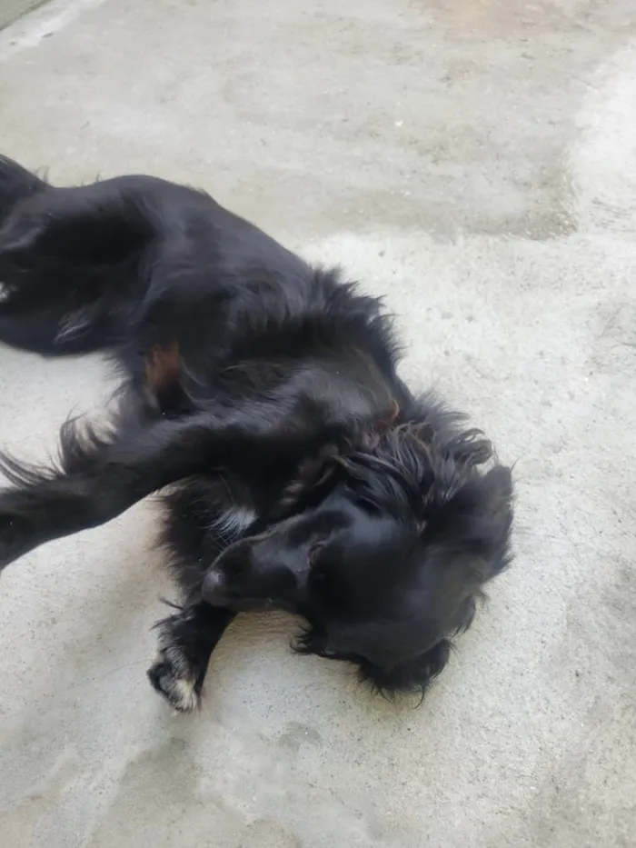 Cachorro ra a SRD-ViraLata idade 2 anos nome Panda - ADOTADA***