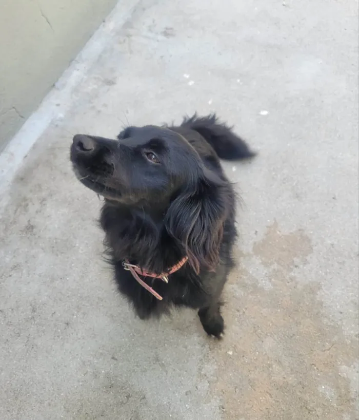 Cachorro ra a SRD-ViraLata idade 2 anos nome Panda - ADOTADA***