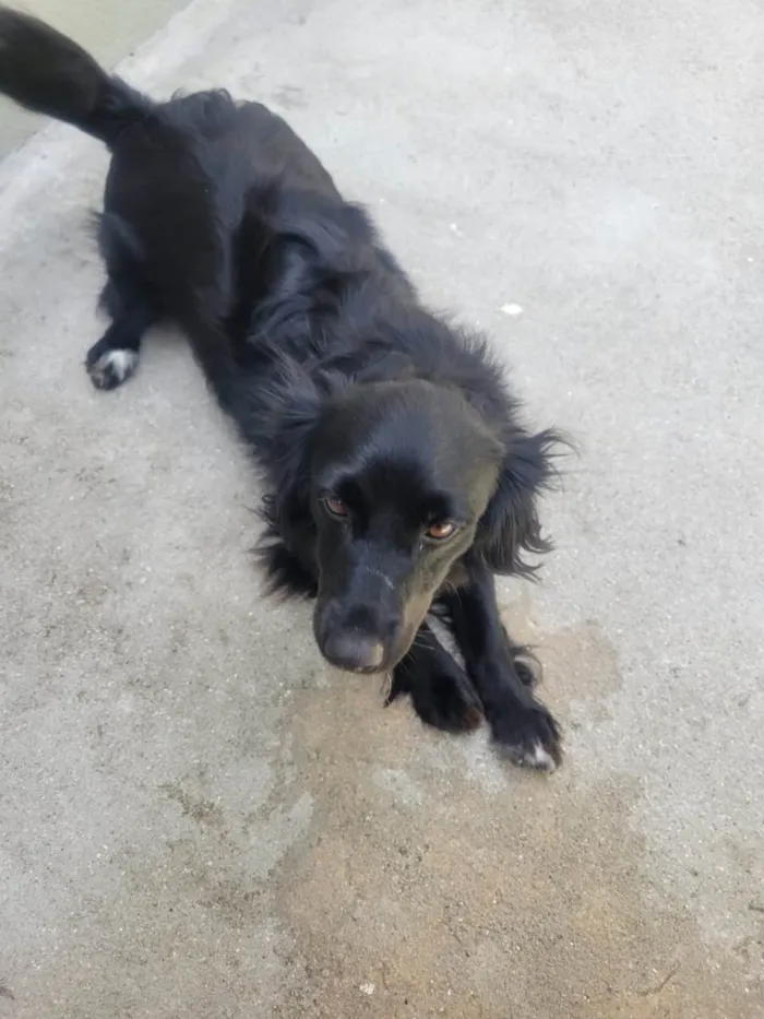Cachorro ra a SRD-ViraLata idade 2 anos nome Panda - ADOTADA***