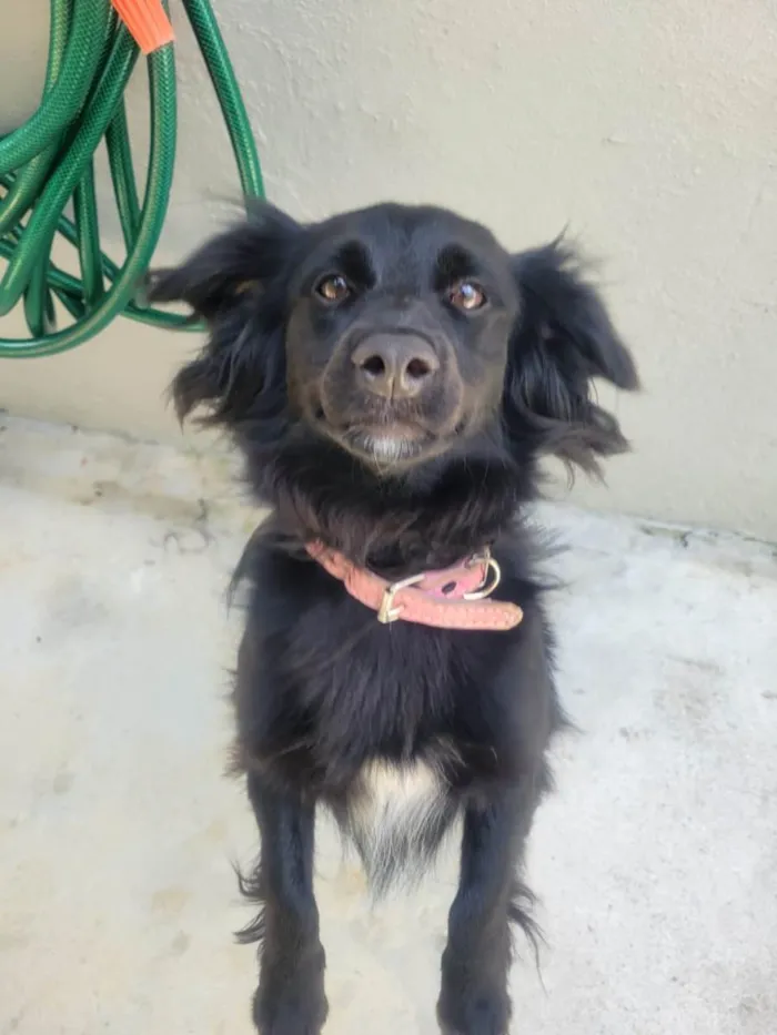 Cachorro ra a SRD-ViraLata idade 2 anos nome Panda - ADOTADA***