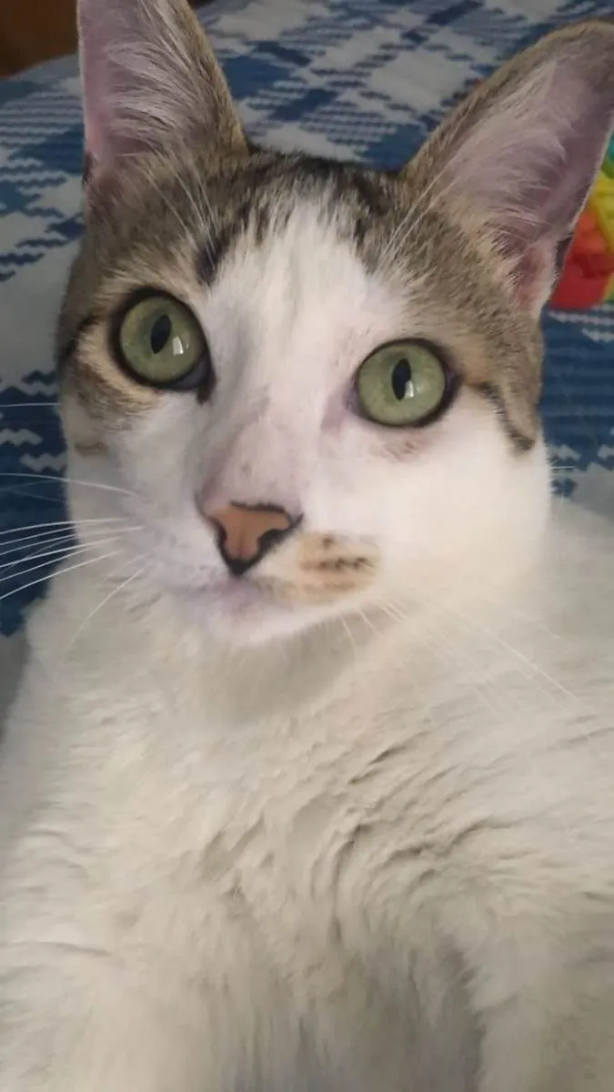 Gato ra a  idade 7 a 11 meses nome Fred