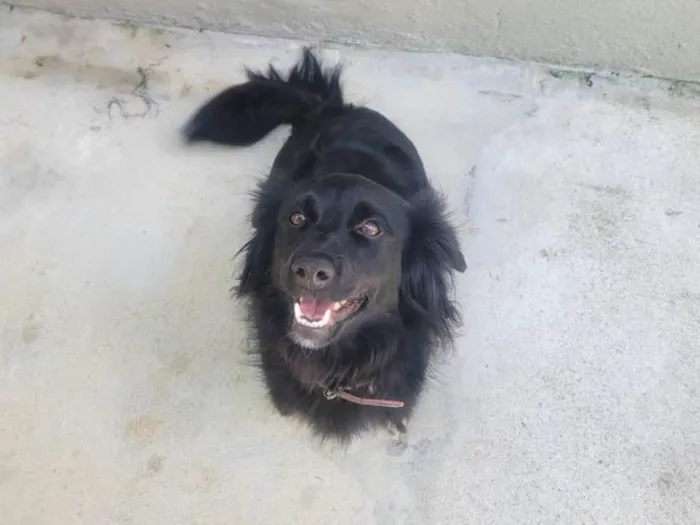 Cachorro ra a SRD-ViraLata idade 2 anos nome Panda - ADOTADA***