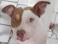 Cachorro raça Pit-Bull idade 2 anos nome Kiara