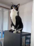 Mel