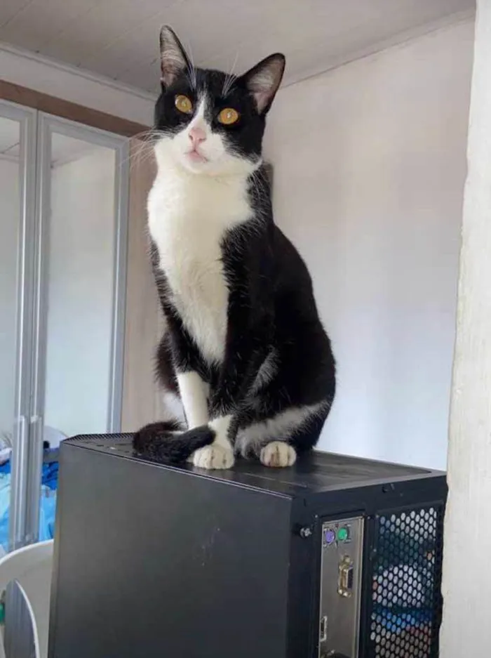 Gato ra a SRD-ViraLata idade 6 ou mais anos nome Mel