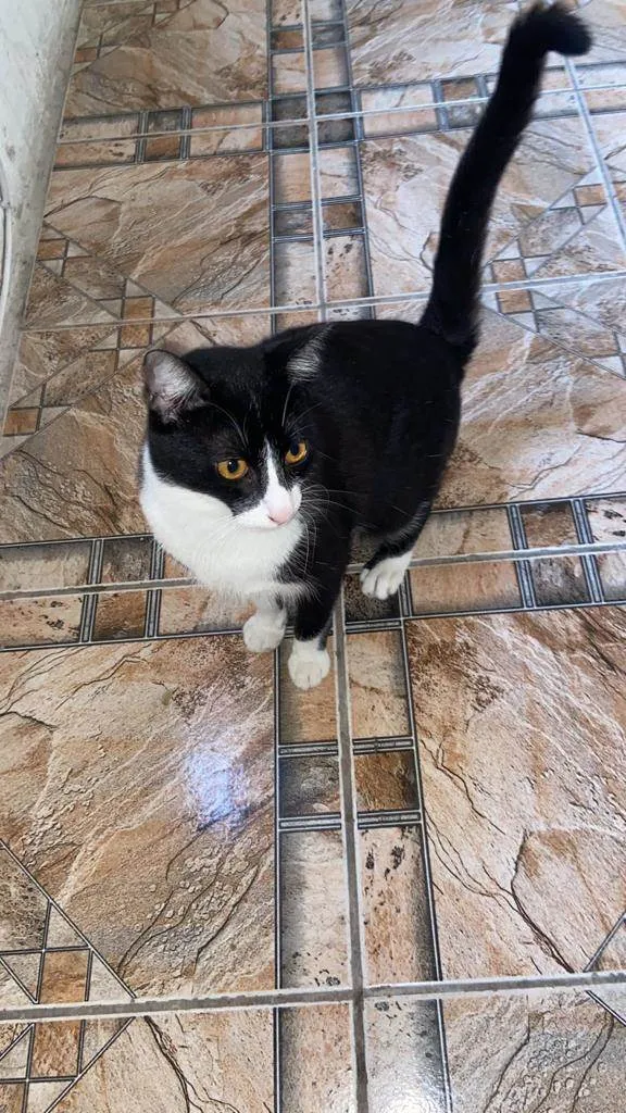 Gato ra a SRD-ViraLata idade 6 ou mais anos nome Mel