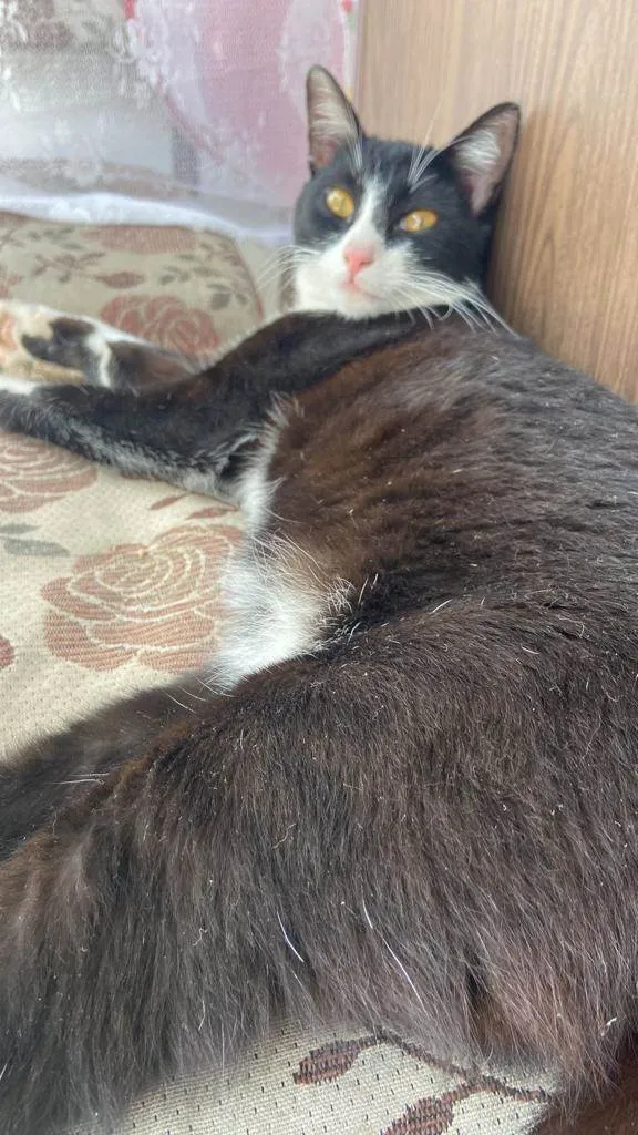 Gato ra a SRD-ViraLata idade 6 ou mais anos nome Mel