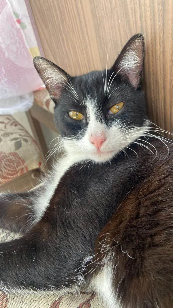 Gato ra a SRD-ViraLata idade 6 ou mais anos nome Mel