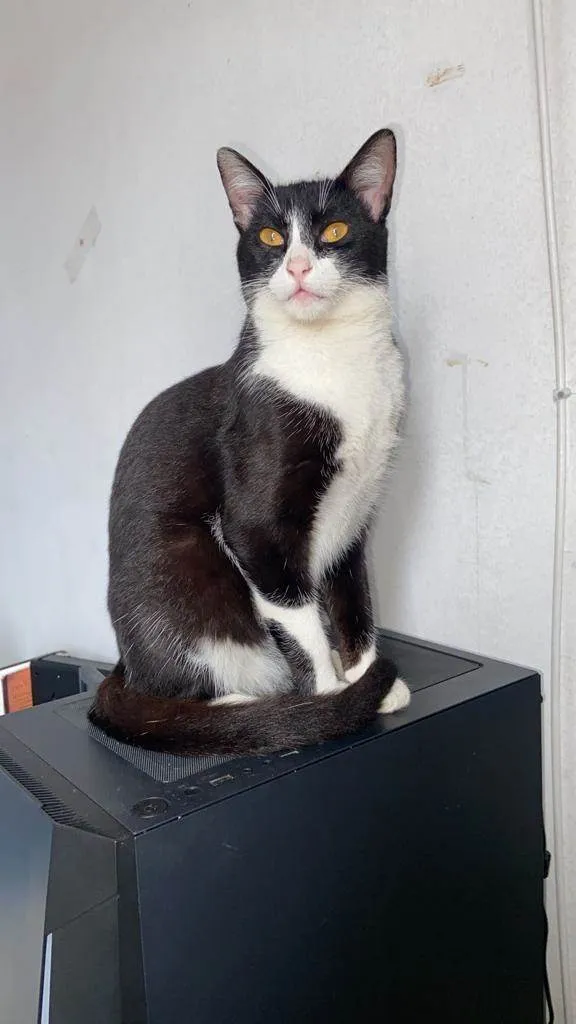 Gato ra a SRD-ViraLata idade 6 ou mais anos nome Mel