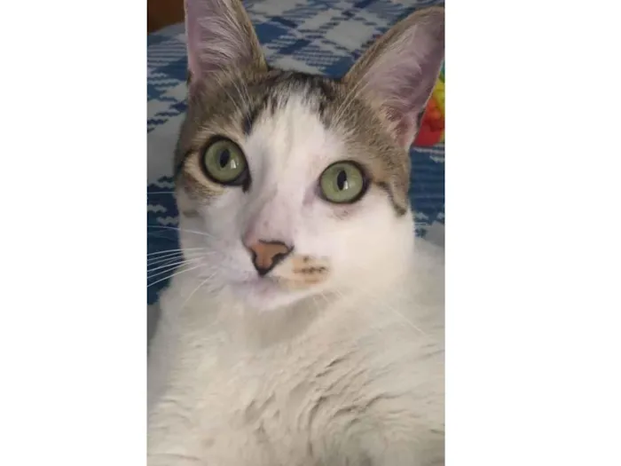 Gato ra a  idade 7 a 11 meses nome Fred