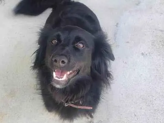 Cachorro ra a SRD-ViraLata idade 2 anos nome Panda - ADOTADA***