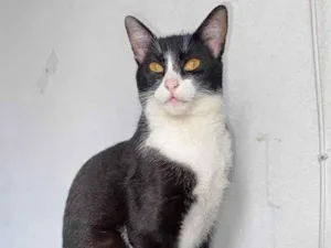 Gato raça SRD-ViraLata idade 6 ou mais anos nome Mel