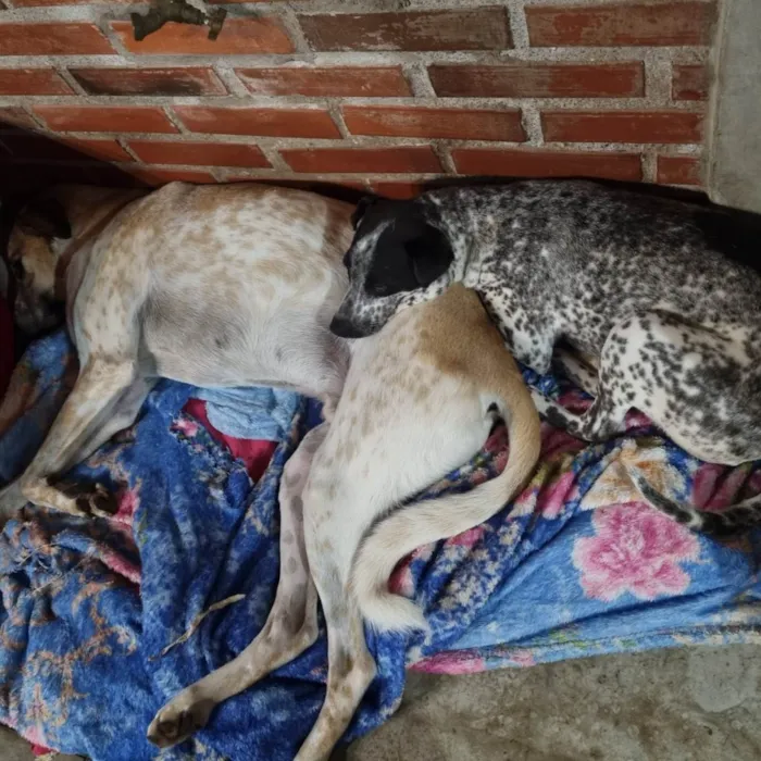 Cachorro ra a SRD idade 1 ano nome KIANA