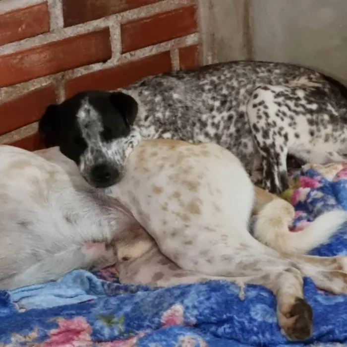 Cachorro ra a SRD idade 1 ano nome KIANA