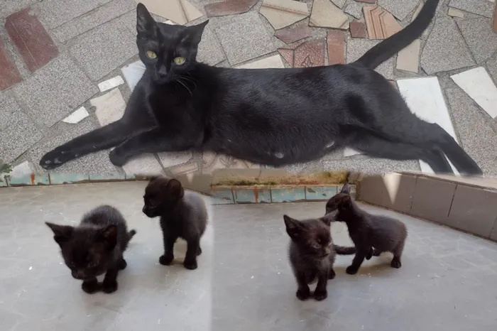 Gato ra a SRD-ViraLata idade 2 anos nome Luna / Mãe com dois filhotes!