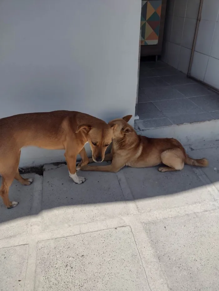 Cachorro ra a  idade 2 anos nome Sol machinho/ Mel fêmea já castrada patinha branca