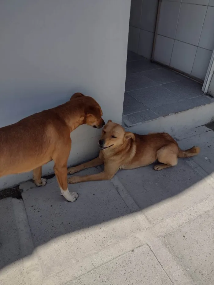 Cachorro ra a  idade 2 anos nome Sol machinho/ Mel fêmea já castrada patinha branca