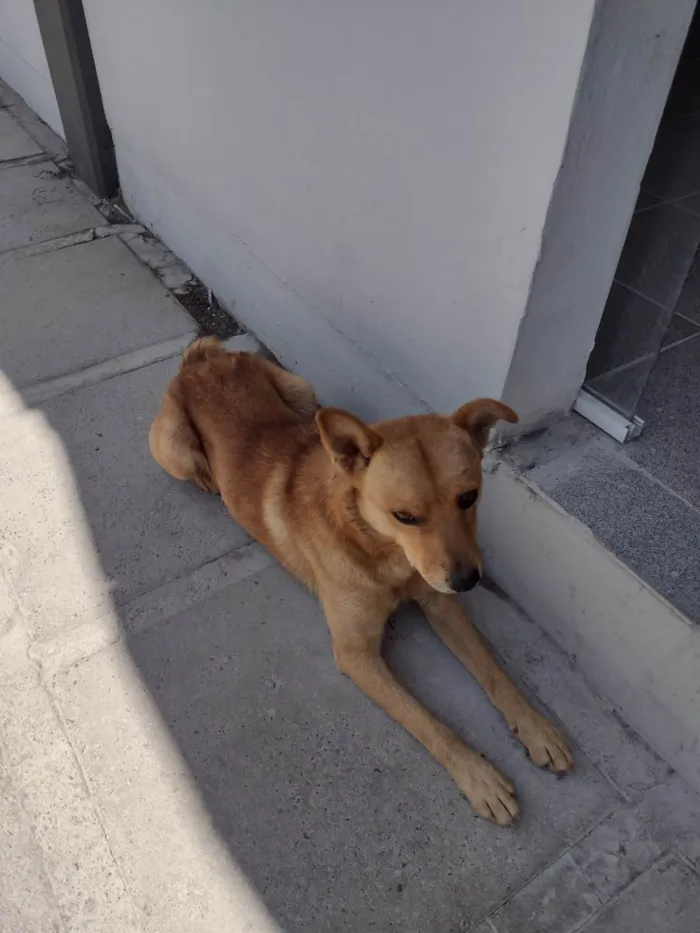 Cachorro ra a  idade 2 anos nome Sol machinho/ Mel fêmea já castrada patinha branca