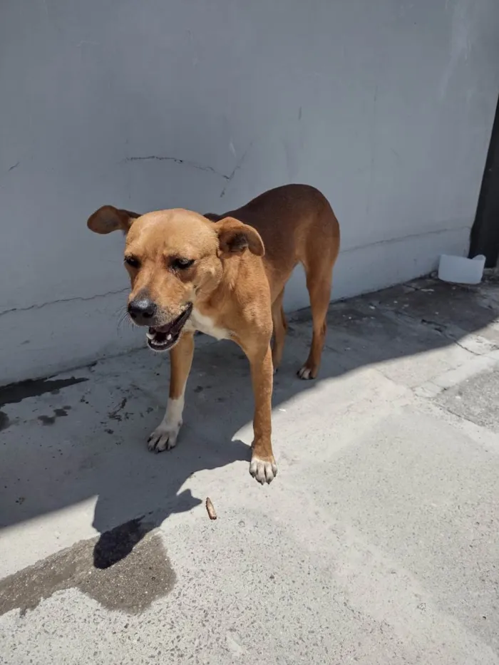 Cachorro ra a  idade 2 anos nome Sol machinho/ Mel fêmea já castrada patinha branca