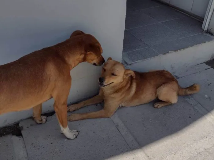 Cachorro ra a  idade 2 anos nome Sol machinho/ Mel fêmea já castrada patinha branca