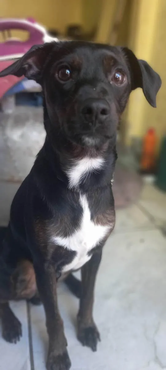 Cachorro ra a SRD-ViraLata idade 2 anos nome Toby