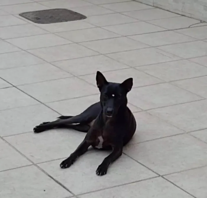 Cachorro ra a SRD-ViraLata idade 2 anos nome Pretinha