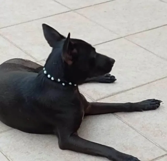 Cachorro ra a SRD-ViraLata idade 2 anos nome Pretinha