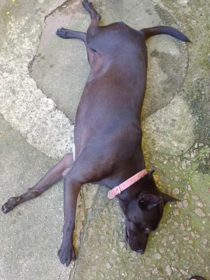 Cachorro ra a SRD-ViraLata idade 2 anos nome Pretinha