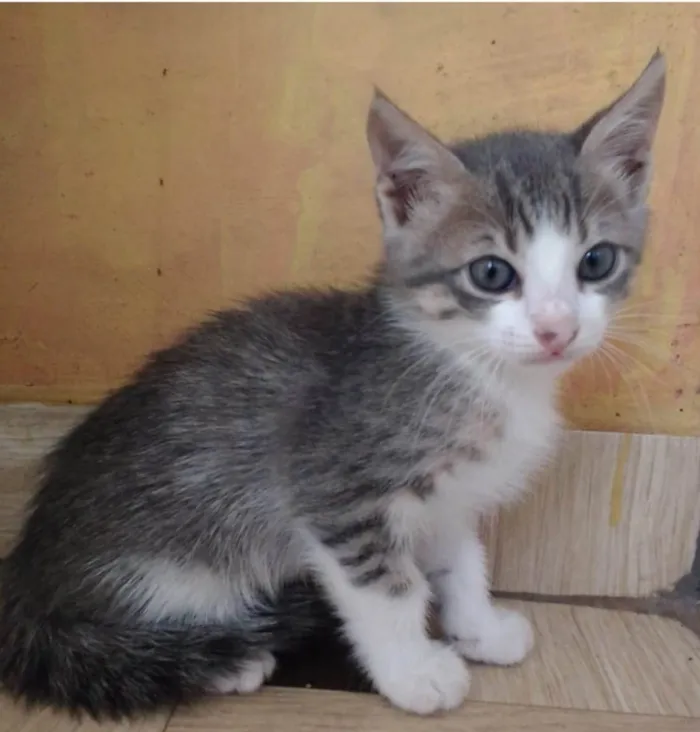 Gato raça Não definida  idade 2 a 6 meses nome Não tem nome ainda 