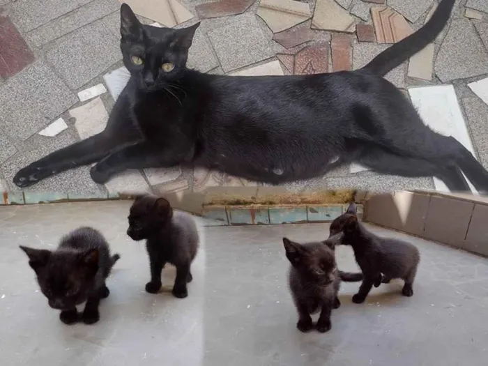 Gato ra a SRD-ViraLata idade 2 anos nome Luna / Mãe com dois filhotes!