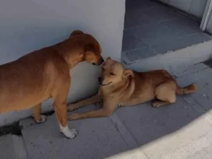 Cachorro raça  idade 2 anos nome Sol machinho/ Mel fêmea já castrada patinha branca