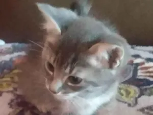 Gato raça Não sei  idade 2 a 6 meses nome Não tem nome ainda 