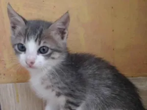 Gato raça Não definida  idade 2 a 6 meses nome Não tem nome ainda 