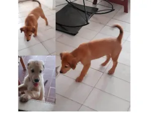 Cachorro raça  idade 2 a 6 meses nome Piper