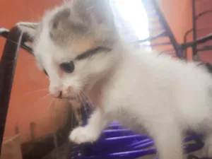Gato raça Indefinida  idade Abaixo de 2 meses nome Fiona