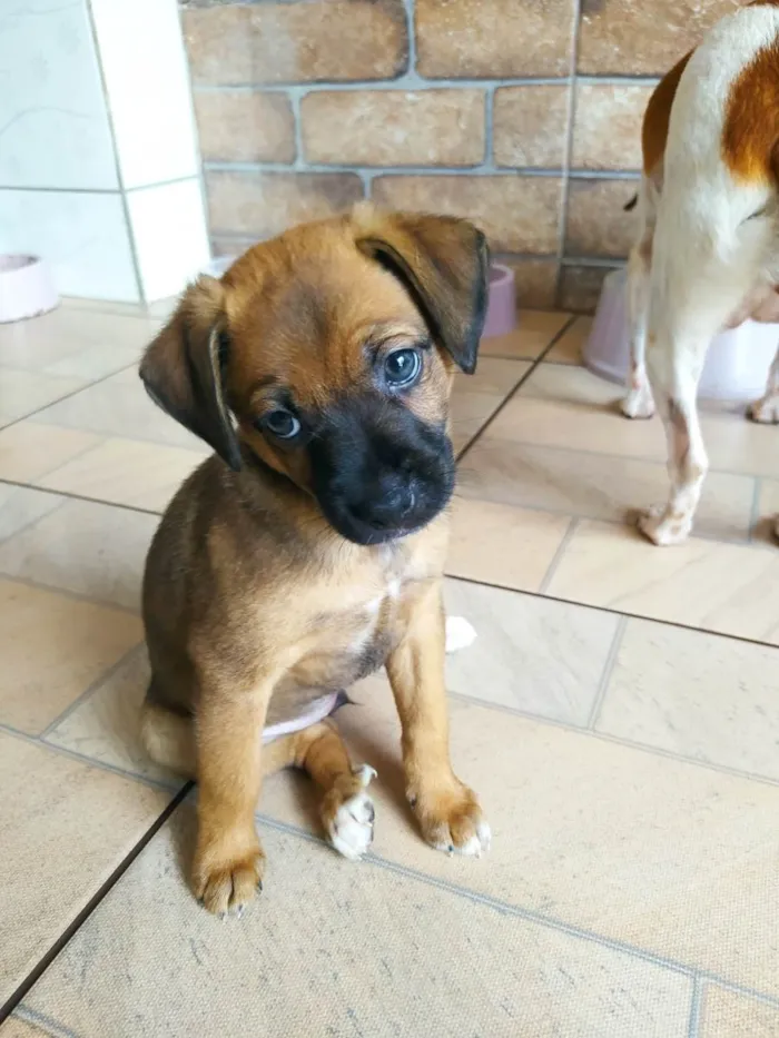 Cachorro ra a SRD-ViraLata idade 2 a 6 meses nome Nala