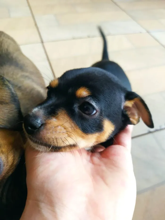 Cachorro ra a SRD-ViraLata idade Abaixo de 2 meses nome Cloe