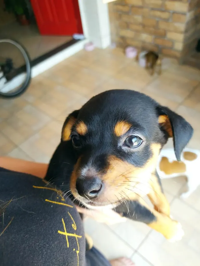 Cachorro ra a SRD-ViraLata idade Abaixo de 2 meses nome Cloe