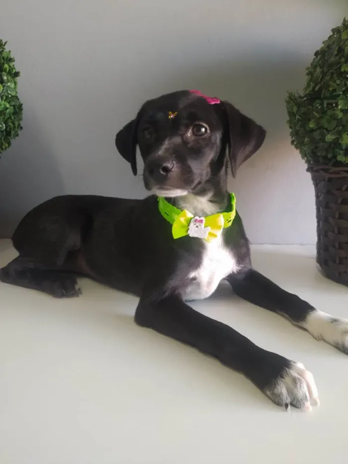 Cachorro raça SRD-ViraLata idade 2 a 6 meses nome Hermione 