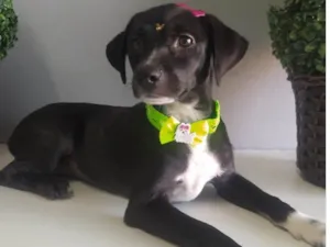 Cachorro raça SRD-ViraLata idade 2 a 6 meses nome Hermione 