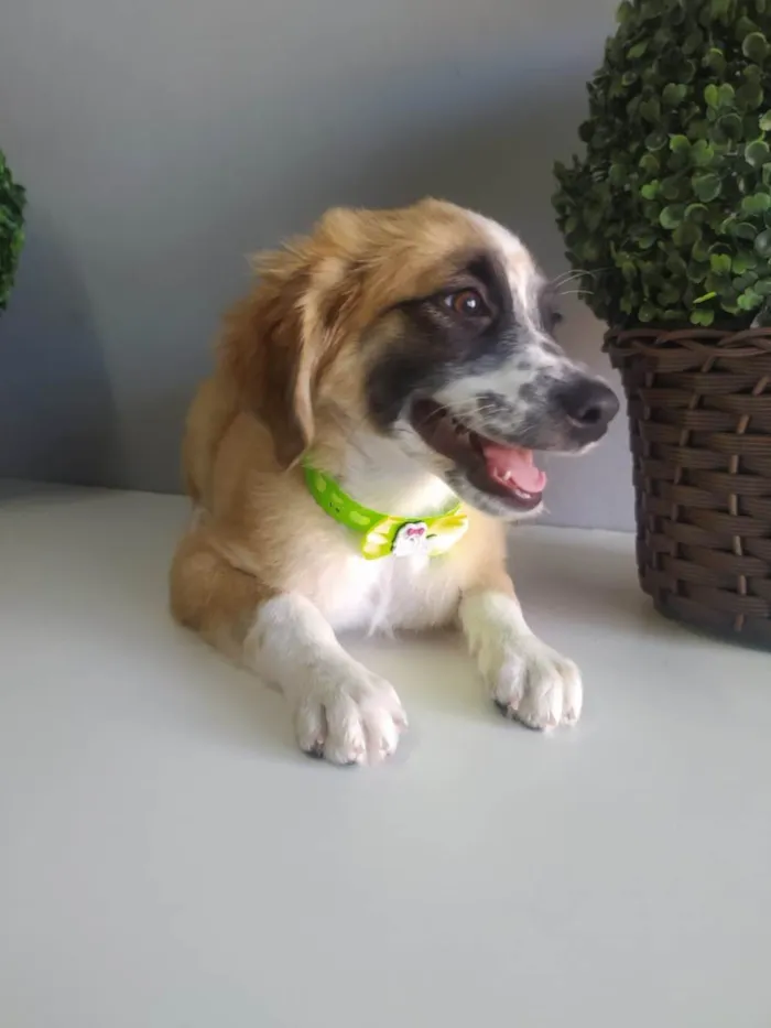 Cachorro raça SRD-ViraLata idade 2 a 6 meses nome Wandinha