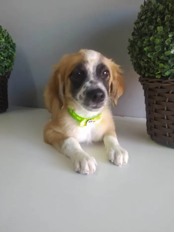 Cachorro raça SRD-ViraLata idade 2 a 6 meses nome Wandinha