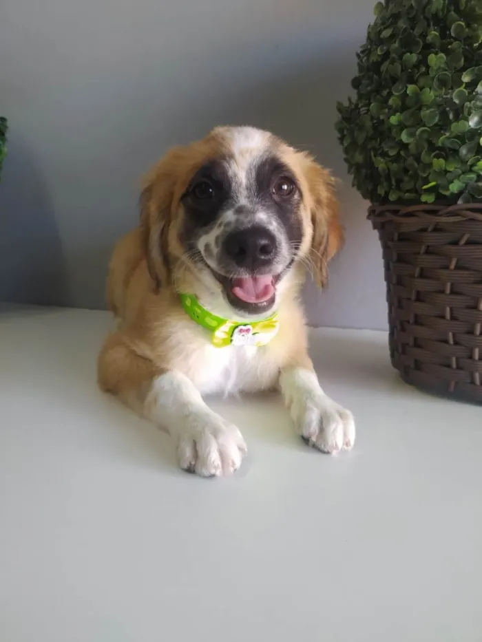 Cachorro raça SRD-ViraLata idade 2 a 6 meses nome Wandinha