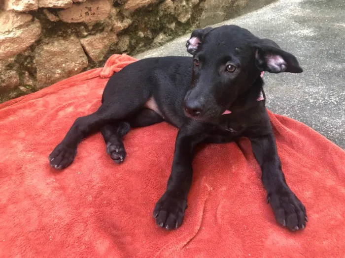 Cachorro ra a SRD-ViraLata idade 2 a 6 meses nome Puppy ….Penny…Penélope…Toffee…Bartô 