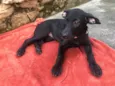 Puppy ….Penny…Penélope…Toffee…Bartô