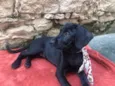 Puppy ….Penny…Penélope…Toffee…Bartô 