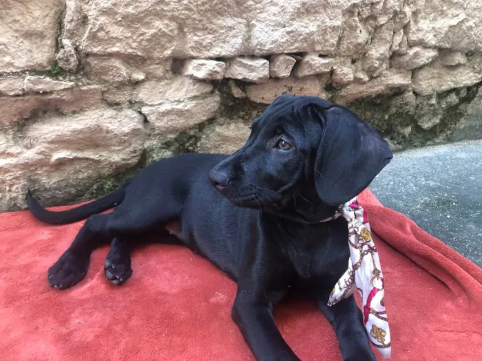 Cachorro ra a SRD-ViraLata idade 2 a 6 meses nome Puppy ….Penny…Penélope…Toffee…Bartô 
