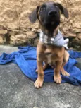 Puppy ….Penny…Penélope…Toffee…Bartô 